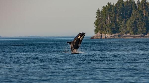 Crypto Markets Analysis:  Bitcoin ‘Whale‘ Deposits on Exchanges Surpass Withdrawals