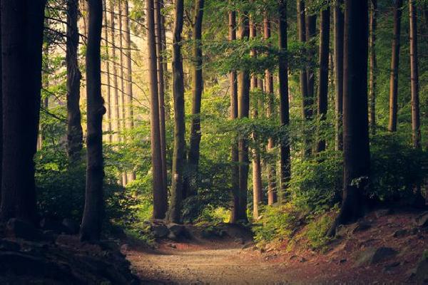 Seeing the Macro Forest for the Token Trees