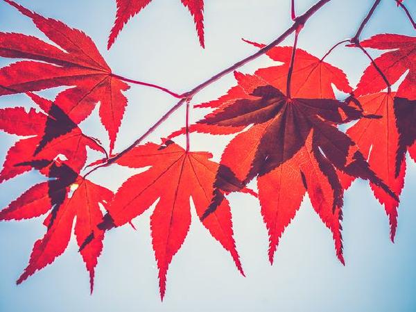 Lending Platform Maple Prepares New U.S. Treasury Pool; MPL Token Rises 23