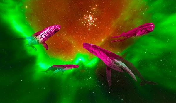Whales Move Over $590,000,000 in Bitcoin, XRP, Dogecoin and Pepe – Here’s Where the Crypto’s Headed