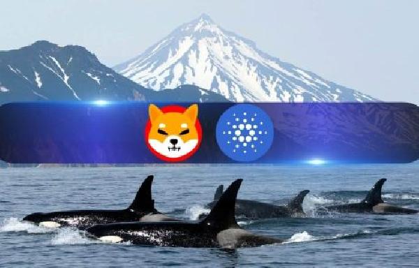 Cardano, Shiba Inu, Jasmy Catch Whale Fever as Large Transactions Spike