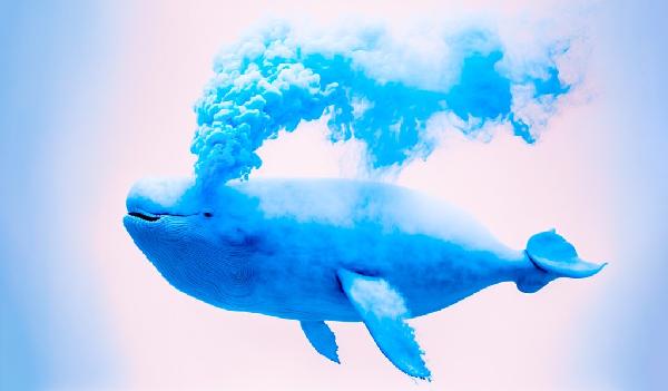 Whales Move Over $880,000,000 in Bitcoin, Ethereum, Solana, XRP and Dogecoin – Here’s Where the Crypto’s Going