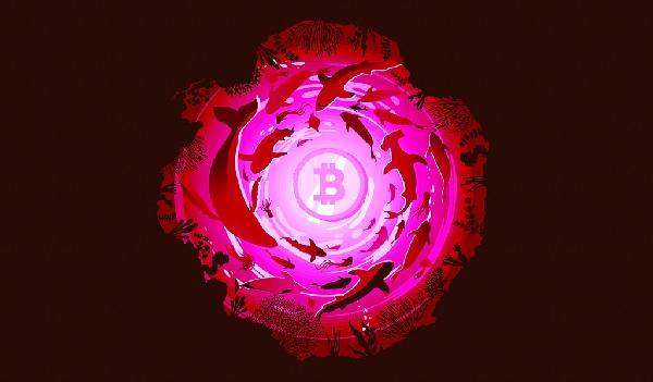 Whales Aggressively Accumulating One Crypto Asset Class As Bitcoin Ranges, Says Santiment – Here’s What It Means
