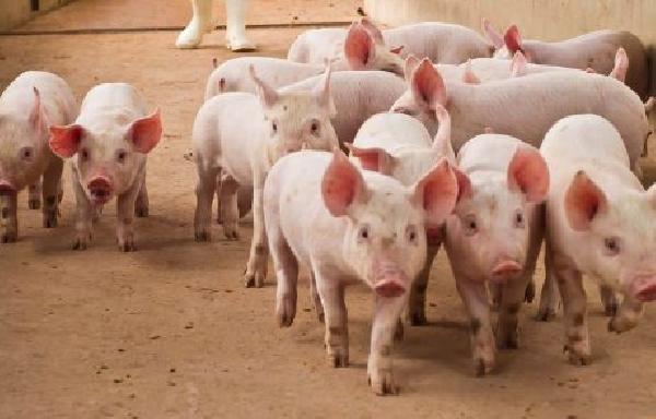 Over $5.5 Billion Stolen in Pig Butchering Scams: Cyvers Reports