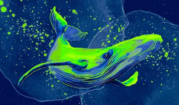 Bitcoin Whales Accumulate $3,000,000,000 in BTC in Less Than a Month, According to IntoTheBlock
