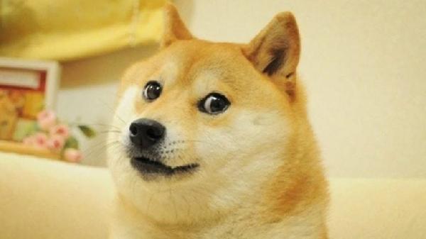 Twitter Changes Bird Logo to Picture of Doge, Dogecoin Price Surges 23 After the Change