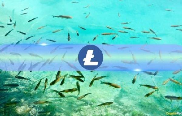 Small Litecoin (LTC) Fishes Are ‘Jumping Ship,’ Here’s What it Means