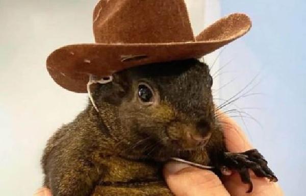 Squirrel Dad Sends Legal Warning to Binance for Alleged Misuse of PNUT Branding