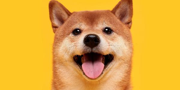 Dogecoin and Avalanche Lead Altcoin Rebound as Crypto Markets Bounce Back