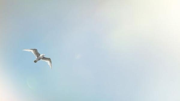 As Twitter Ends Legacy Blue Checks, Bluesky Emerges as Decentralized Alternative