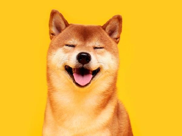 Plagiarism, Fork, or Simple Mistake? Shiba Inu Community Debates the Origin Story of Shibarium