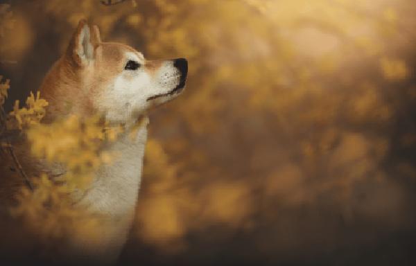 Shiba Inu Enters Top 10 by Surpassing TRX, TON Following Weekend Surge