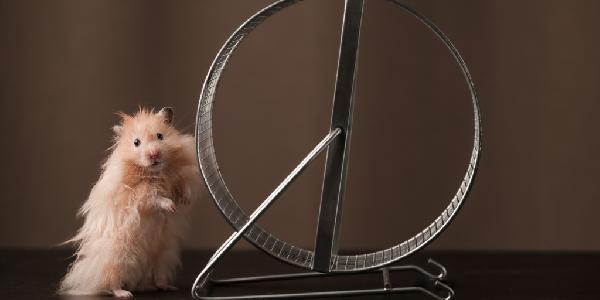 ‘Hamster Kombat’ Keeps Demanding More Friends—Enough Already