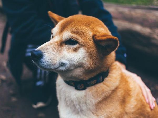 Shiba Inu‘s Testnet ‘Puppynet‘ Sees Rising Activity Ahead of Shibarium Mainnet