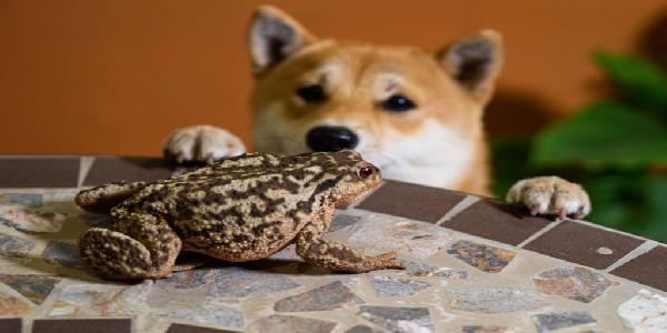 Solana Meme Coins Bonk and Billy Soar Amid Market Downturn