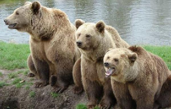 Crypto in Longest Bear Market Ever at 490 Days, But When Will it End? (Analysis)