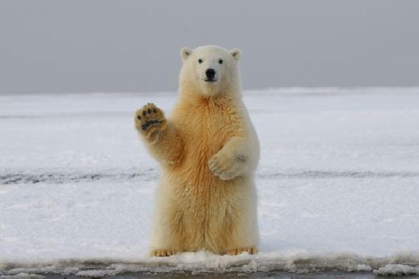Bye-Bye Bitcoin Bear