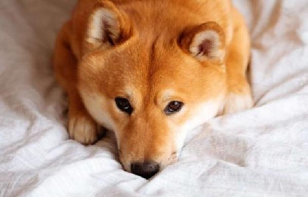 Shiba Inu’s Supply Raises Concerns, Chainlink and Toncoin Display Healthier Metrics