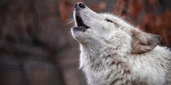 ‘Wolf Game‘ Halted After Solana Relaunch Prompts Backlash