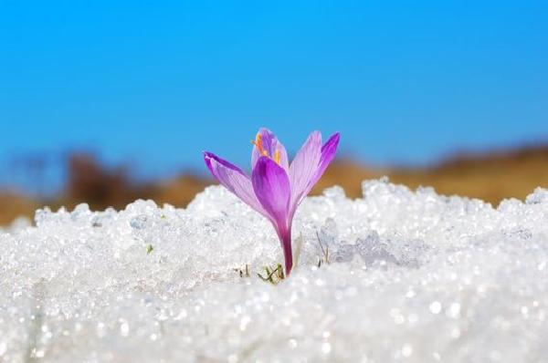 Crypto Thaw May Be Premature but Advisors Should Prepare for Winter’s End