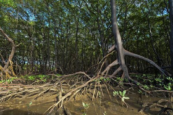 Climate Finance Firm Solid World Opens Forward Carbon Liquidity Pools With Polygon
