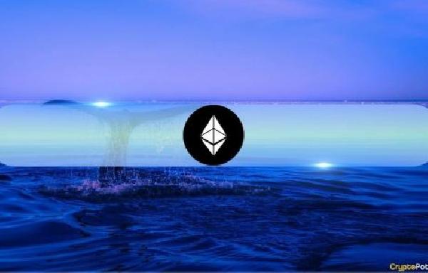 Ethereum Whale Activity Plummets as Large Transactions Drop 63.8 Since Late February