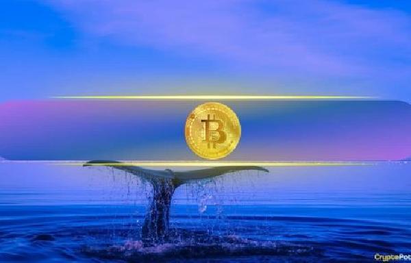 Does Bitcoin’s Rising Whale Wallets and Hash Rate Signal Calm Before the Storm?