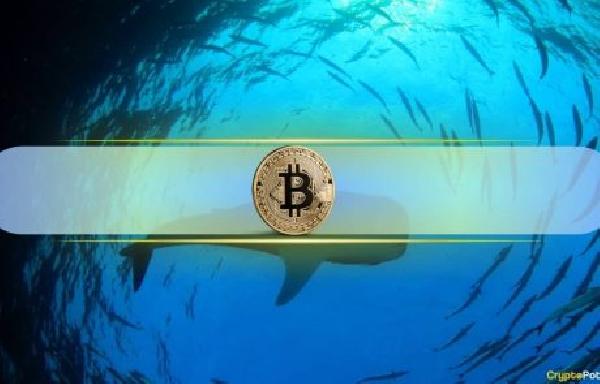 Bitcoin Whales Signal Confidence as Net Inflows Remain Positive