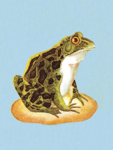 Frogs, Fevers and Fees: Bitcoin’s New Governance Challenge